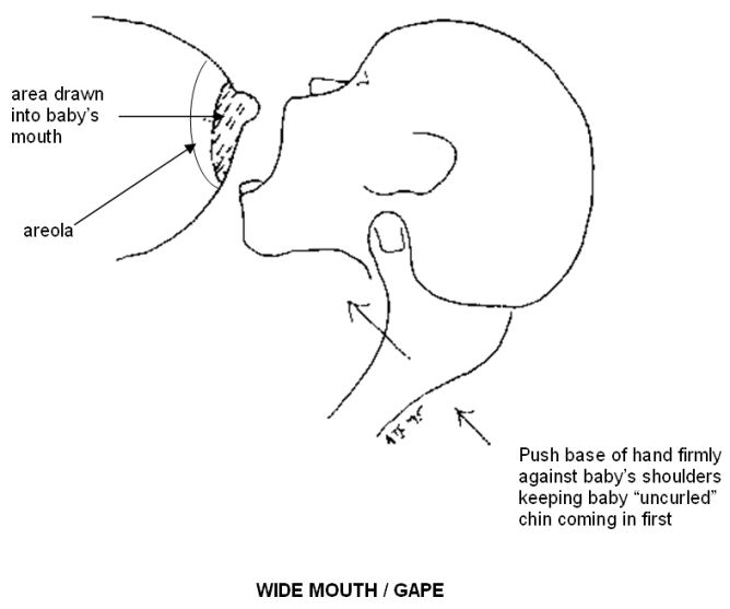 Push base of hand firmly against baby’s shoulders keeping baby uncurled chin coming in first